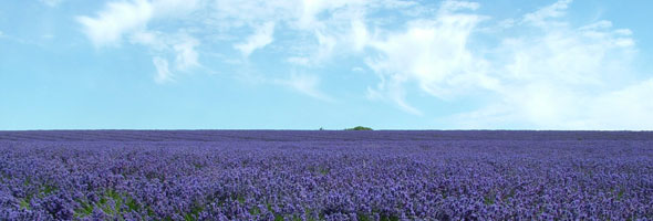 Picture of Lavender field under a blue sky